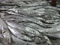 frozen ribbon fish
