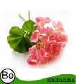 Rose Geranium Oil