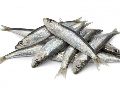 Fresh Silver Sardine Fish
