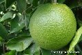 Fruit - green orange citrus