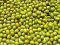 Green Mung Seeds