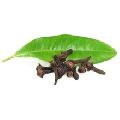 Organic Clove Leaf Oil