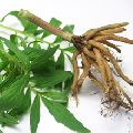 Organic Valerian Root Oil