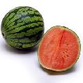 Organic Watermelon Carrier Oil
