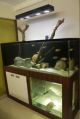 Tanganikan aquarium setup with Turtle Tank