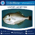 Frozen Leather Jacket Fish