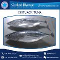 Frozen Seafood Skipjack Tuna