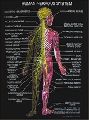 human anatomy charts
