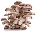 dried oyster mushrooms