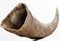 Raw Buffalo horn