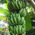 fresh green banana