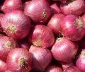 Big Red Onion