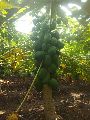 Organic Green Papaya