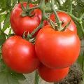 Maruti - Tomato Seeds MS-61 F1 Hy