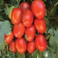 Common Red Solid maruti sardar f1 hybrid tomato seeds
