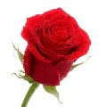 Natural Fresh Red Rose