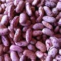 purple speckled kidney bean