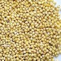 Roasted Common USM TRADING organic millet