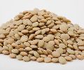 organic dried lentils