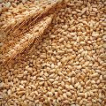 Wheat Bran Animal Feed