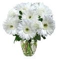 White Gerbera Flowers