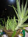 Aloe Vera Mother Plant