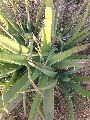 Natural Green Aloe vera