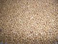 Great Millet Seeds