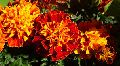 Natural Marigold Flowers