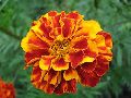 Organic Marigold Flowers