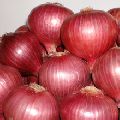 onions