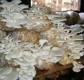 Fresh Oyster Mushroom Spawn