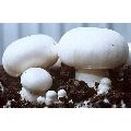 White Button Mushroom Spawn