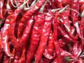 Dry Chilli (red