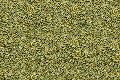 green millet
