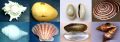 seashell conch gift utility accessories raw materials