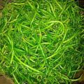 High Yielding Green Chilli