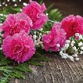 carnations flower