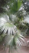 Desi Palm Plant