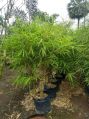 Buddha Bamboo Plant