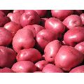 A Grade Red Potato