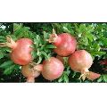 Sinduri Pomegranate Plant