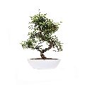 Beautiful Chinese Elm Bonsai Plant