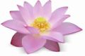 Pink Lotus Attar