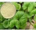 Centella Asiatica Extract