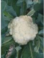 745-Aghani Cauliflower Seeds