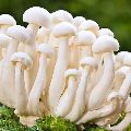 Organic White Milky Mushroom