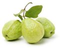 Organic Guava