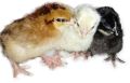 Giriraja Broiler Chicks
