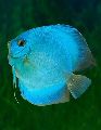blue diamond fish